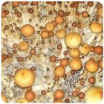 Псилоцибиновые (галлюциногенные)  грибы Psilocybin "Golden Teacher" в Кубинке