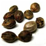 Семена марихуаны АК-47  (Seeds AK-47) в Кубинке